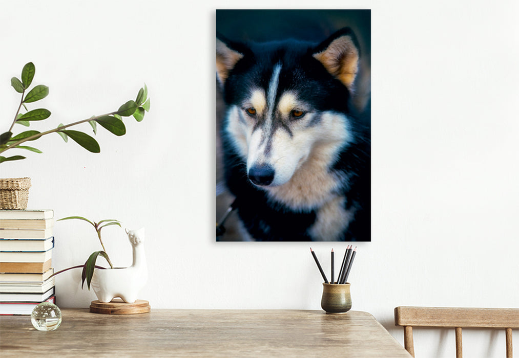 Premium Textil-Leinwand Premium Textil-Leinwand 80 cm x 120 cm  hoch Ein Motiv aus dem Kalender Huskies - Artwork