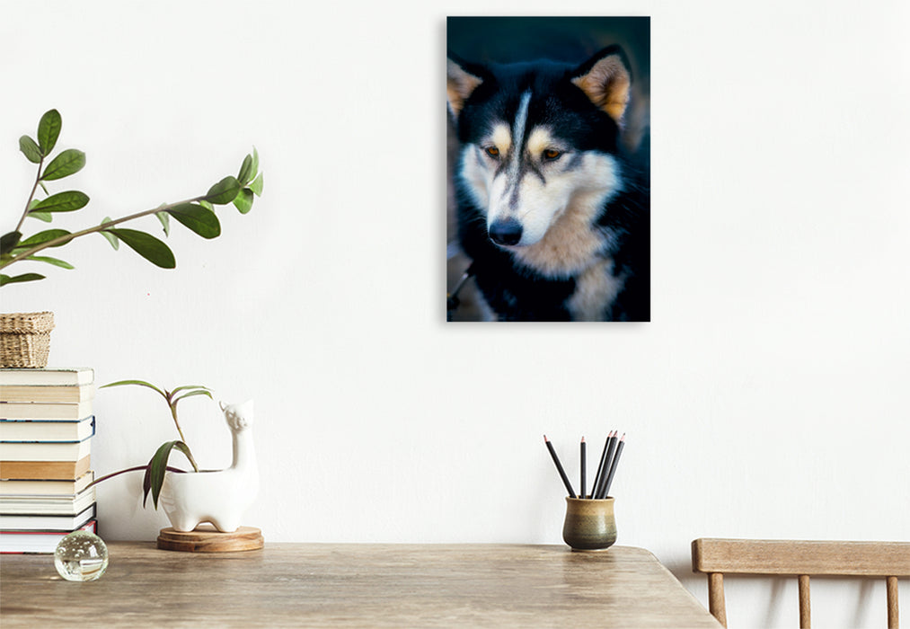 Premium Textil-Leinwand Premium Textil-Leinwand 80 cm x 120 cm  hoch Ein Motiv aus dem Kalender Huskies - Artwork