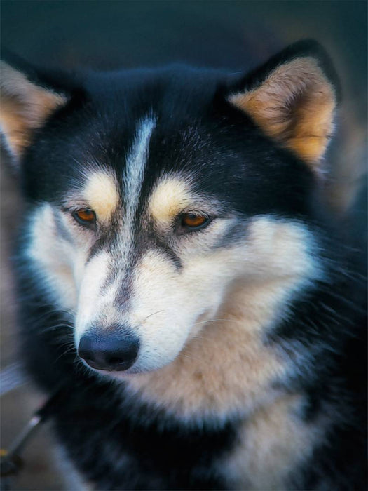 Ein Motiv aus dem Kalender Huskies - Artwork - CALVENDO Foto-Puzzle'
