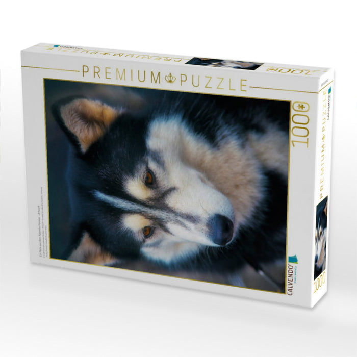 Ein Motiv aus dem Kalender Huskies - Artwork - CALVENDO Foto-Puzzle'