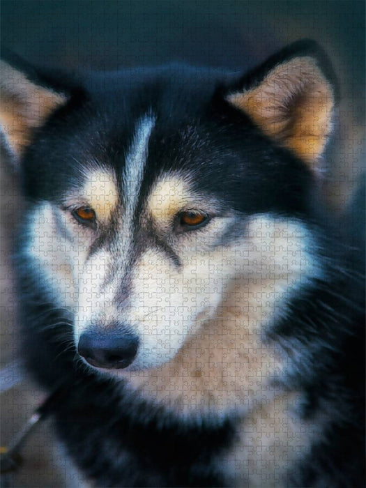 Ein Motiv aus dem Kalender Huskies - Artwork - CALVENDO Foto-Puzzle'