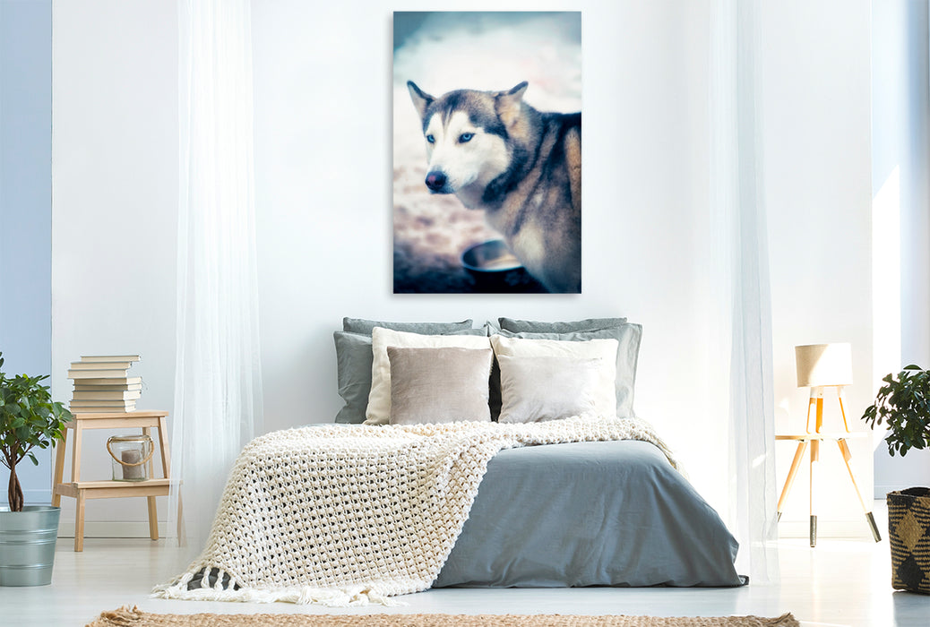 Premium Textil-Leinwand Premium Textil-Leinwand 80 cm x 120 cm  hoch Ein Motiv aus dem Kalender Huskies - Artwork