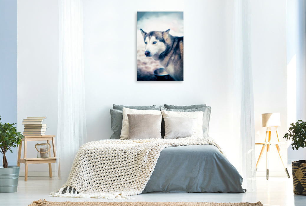 Premium Textil-Leinwand Premium Textil-Leinwand 80 cm x 120 cm  hoch Ein Motiv aus dem Kalender Huskies - Artwork