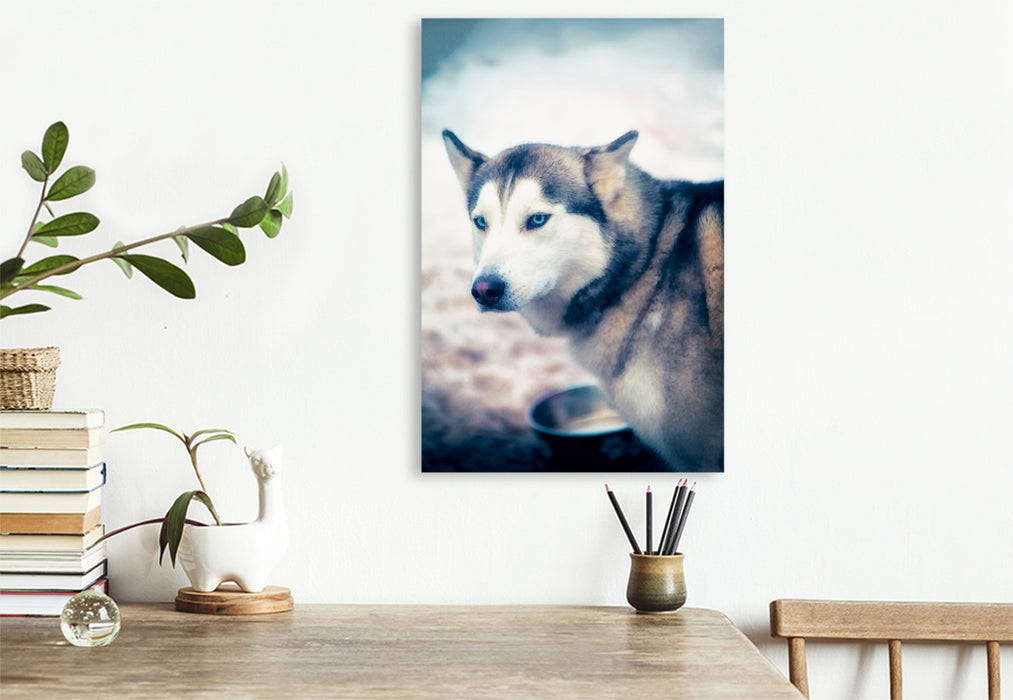 Premium Textil-Leinwand Premium Textil-Leinwand 80 cm x 120 cm  hoch Ein Motiv aus dem Kalender Huskies - Artwork