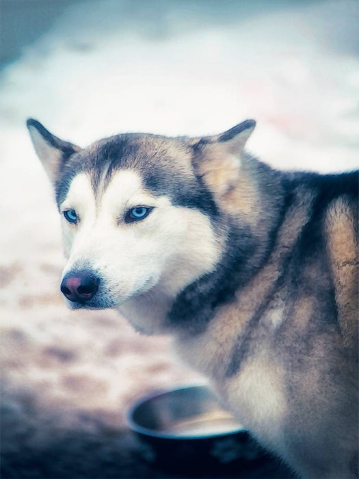 Ein Motiv aus dem Kalender Huskies - Artwork - CALVENDO Foto-Puzzle'