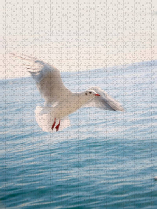 Möve - CALVENDO Foto-Puzzle'