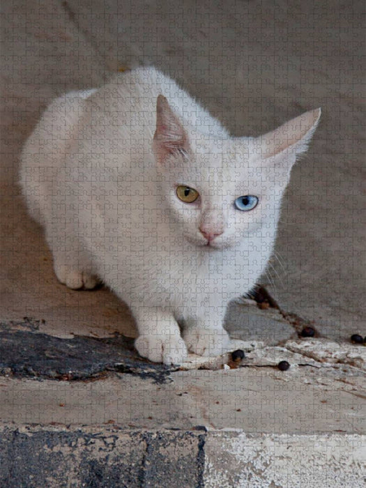Katze der Rasse Türkisch Angora - CALVENDO Foto-Puzzle'