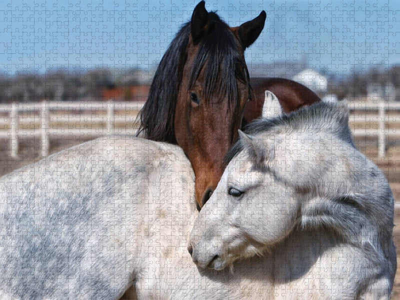 Pferde - kraftvolle Eleganz - CALVENDO Foto-Puzzle'
