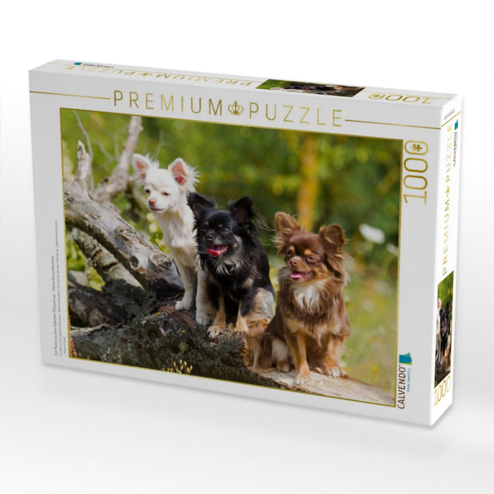 Ein Motiv aus dem Kalender Chihuahuas - kleine Herzensbrecher - CALVENDO Foto-Puzzle'