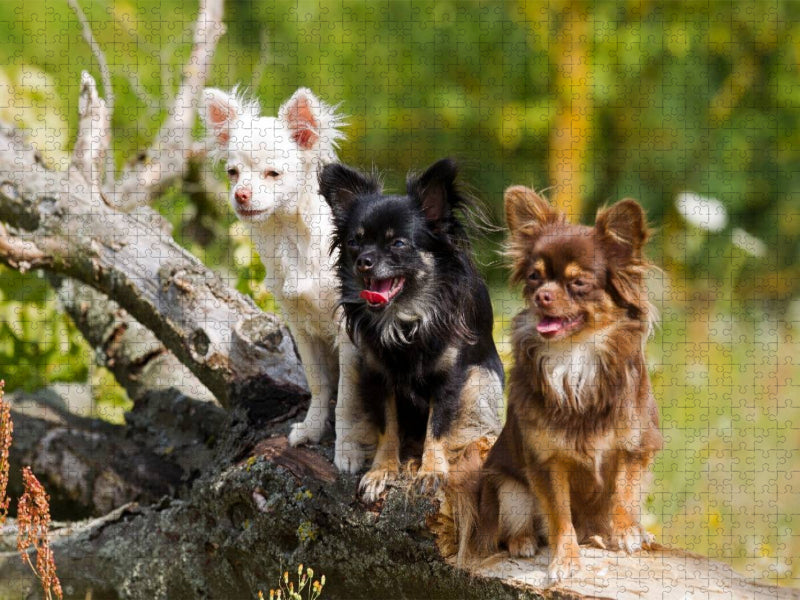 Ein Motiv aus dem Kalender Chihuahuas - kleine Herzensbrecher - CALVENDO Foto-Puzzle'