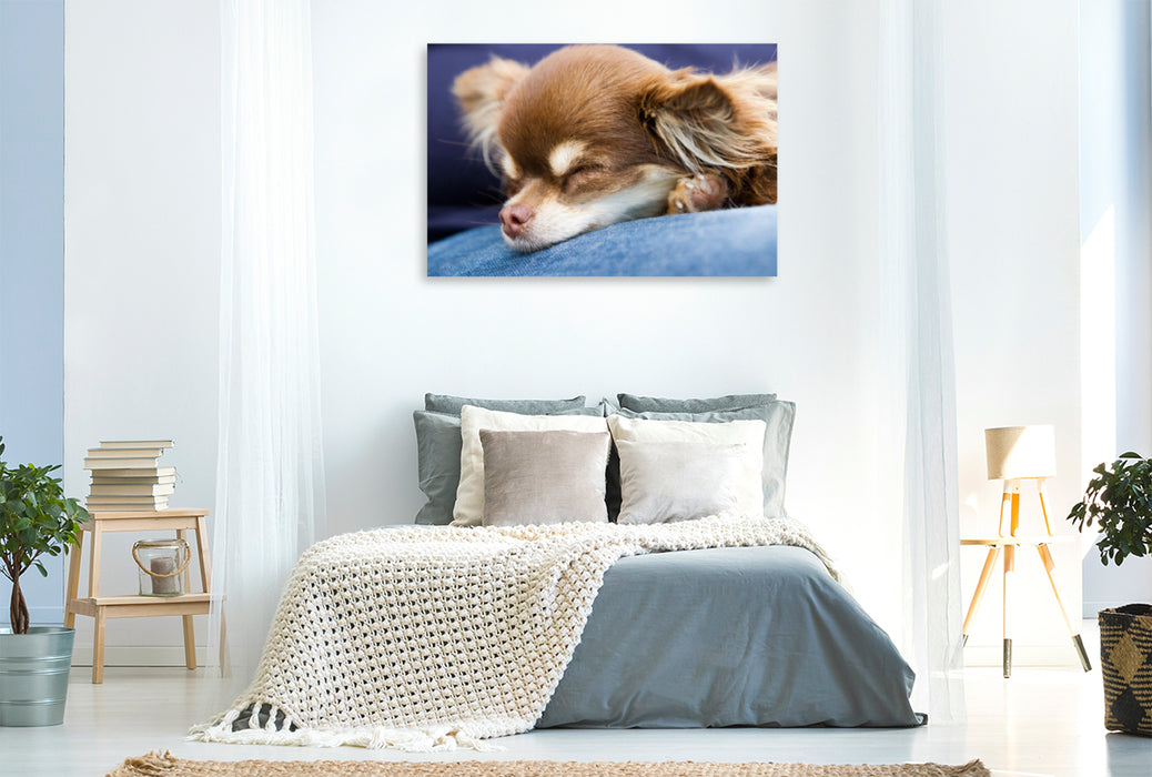 Premium Textil-Leinwand Premium Textil-Leinwand 120 cm x 80 cm quer Ein Motiv aus dem Kalender Chihuahuas - kleine Herzensbrecher