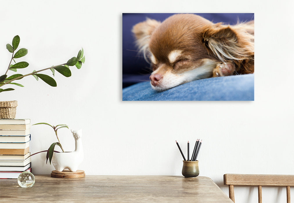 Premium Textil-Leinwand Premium Textil-Leinwand 120 cm x 80 cm quer Ein Motiv aus dem Kalender Chihuahuas - kleine Herzensbrecher