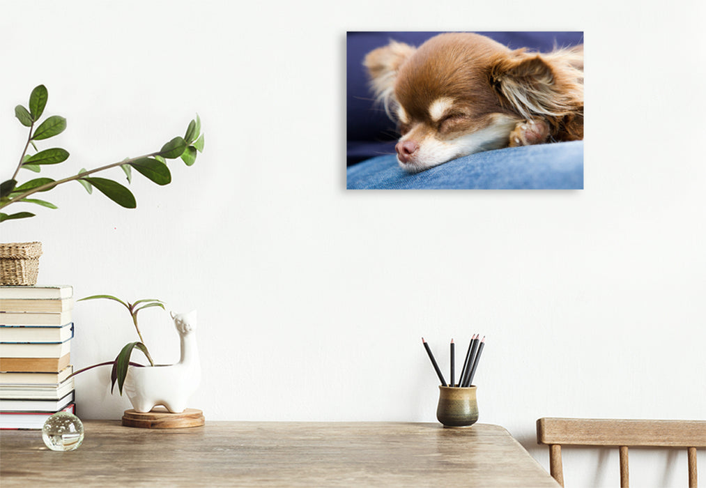 Premium Textil-Leinwand Premium Textil-Leinwand 120 cm x 80 cm quer Ein Motiv aus dem Kalender Chihuahuas - kleine Herzensbrecher