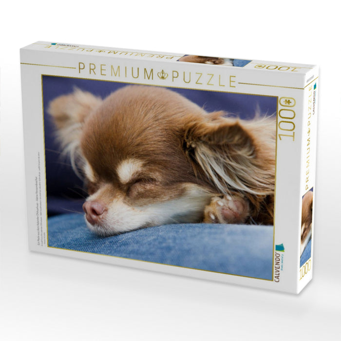 Ein Motiv aus dem Kalender Chihuahuas - kleine Herzensbrecher - CALVENDO Foto-Puzzle'