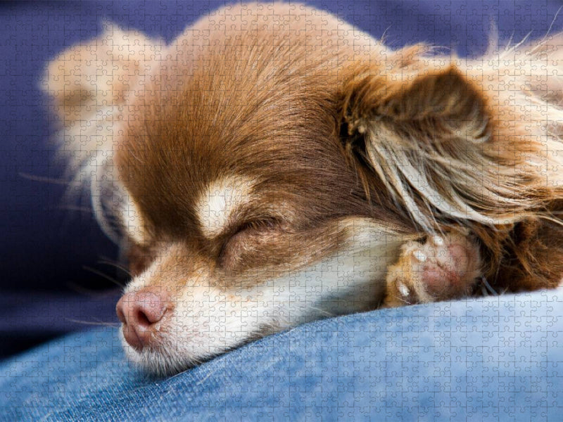 Ein Motiv aus dem Kalender Chihuahuas - kleine Herzensbrecher - CALVENDO Foto-Puzzle'