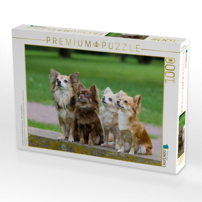 Ein Motiv aus dem Kalender Chihuahuas - kleine Herzensbrecher - CALVENDO Foto-Puzzle'