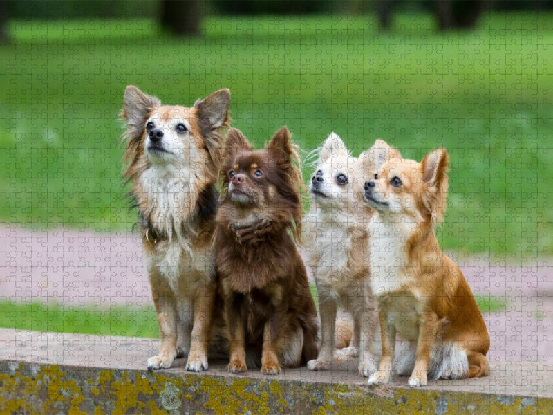Ein Motiv aus dem Kalender Chihuahuas - kleine Herzensbrecher - CALVENDO Foto-Puzzle'