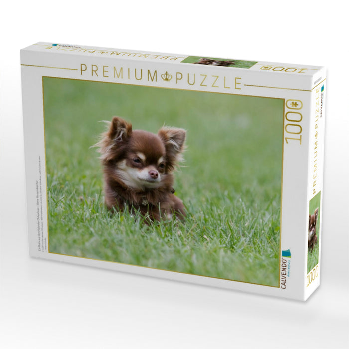 Ein Motiv aus dem Kalender Chihuahuas - kleine Herzensbrecher - CALVENDO Foto-Puzzle'
