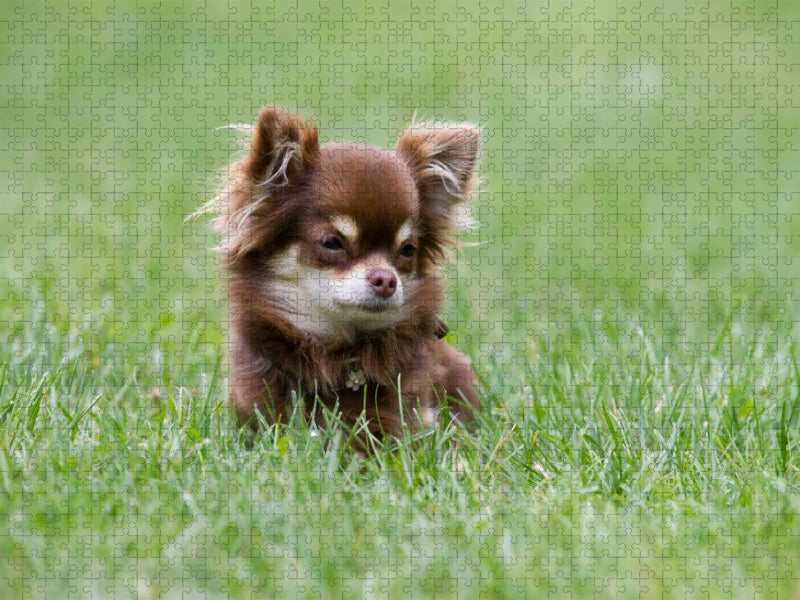 Ein Motiv aus dem Kalender Chihuahuas - kleine Herzensbrecher - CALVENDO Foto-Puzzle'