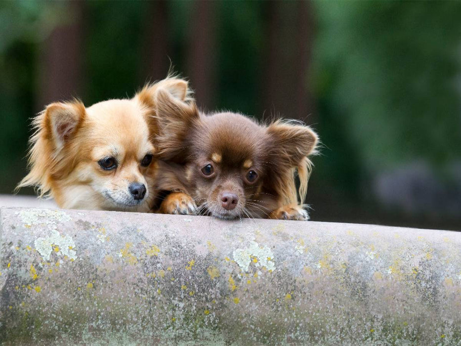 Ein Motiv aus dem Kalender Chihuahuas - kleine Herzensbrecher - CALVENDO Foto-Puzzle'