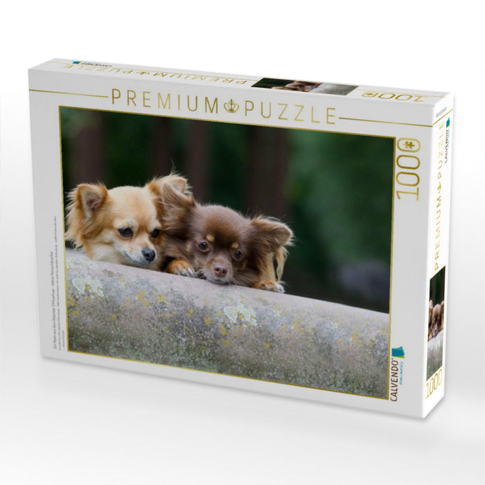 Ein Motiv aus dem Kalender Chihuahuas - kleine Herzensbrecher - CALVENDO Foto-Puzzle'