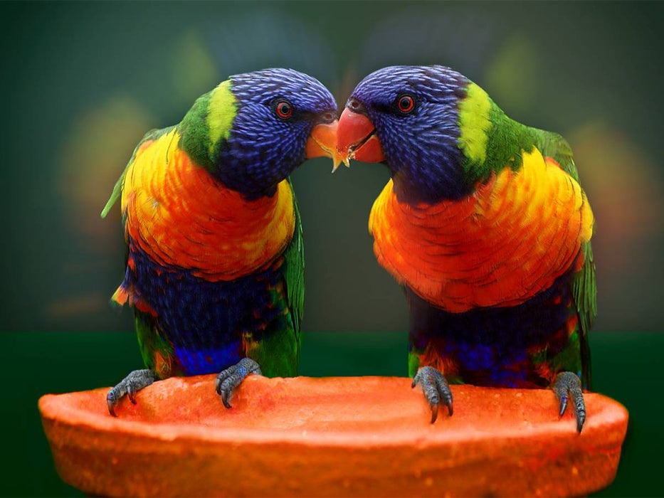 Lori Papageien - CALVENDO Foto-Puzzle'