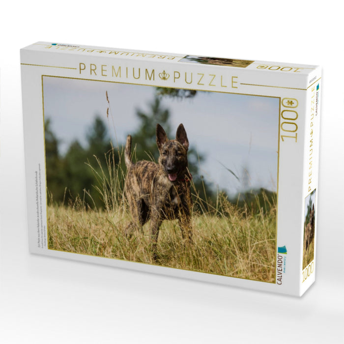 Ein Motiv aus dem Kalender ausdrucksvolle Holländische Schäferhunde - CALVENDO Foto-Puzzle'