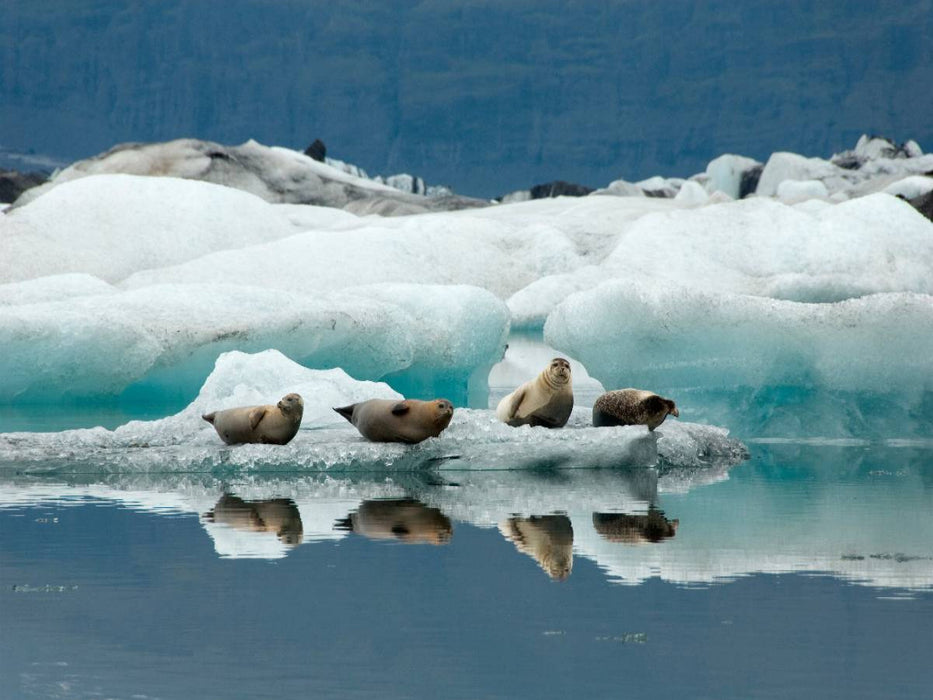 Seehunde im Jökulsarlon - CALVENDO Foto-Puzzle'
