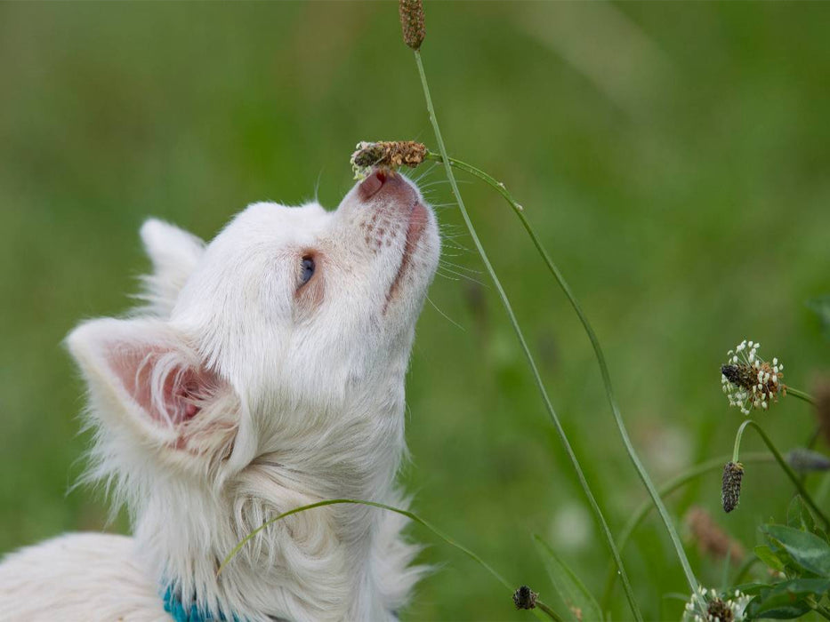 Ein Motiv aus dem Kalender Chihuahuas - kleine Herzensbrecher - CALVENDO Foto-Puzzle'