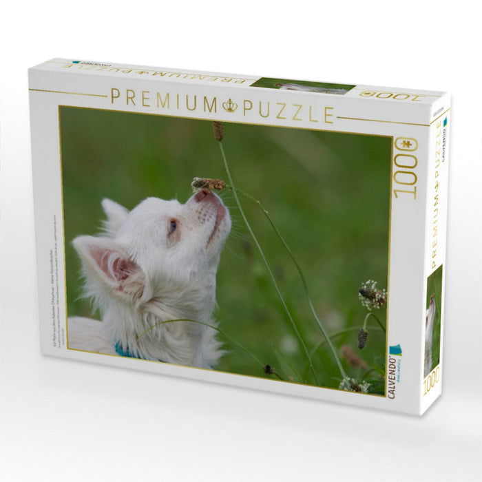 Ein Motiv aus dem Kalender Chihuahuas - kleine Herzensbrecher - CALVENDO Foto-Puzzle'