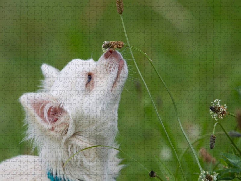 Ein Motiv aus dem Kalender Chihuahuas - kleine Herzensbrecher - CALVENDO Foto-Puzzle'