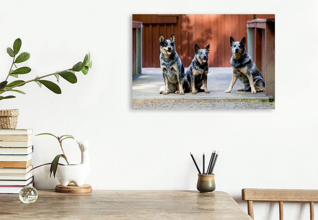 Premium Textil-Leinwand Premium Textil-Leinwand 120 cm x 80 cm quer Ein Motiv aus dem Kalender Spaziergang am See Australian Cattle Dogs