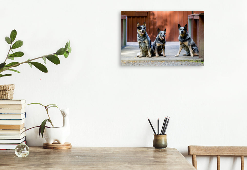 Premium Textil-Leinwand Premium Textil-Leinwand 120 cm x 80 cm quer Ein Motiv aus dem Kalender Spaziergang am See Australian Cattle Dogs