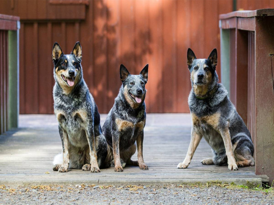 Ein Motiv aus dem Kalender Spaziergang am See Australian Cattle Dogs - CALVENDO Foto-Puzzle'