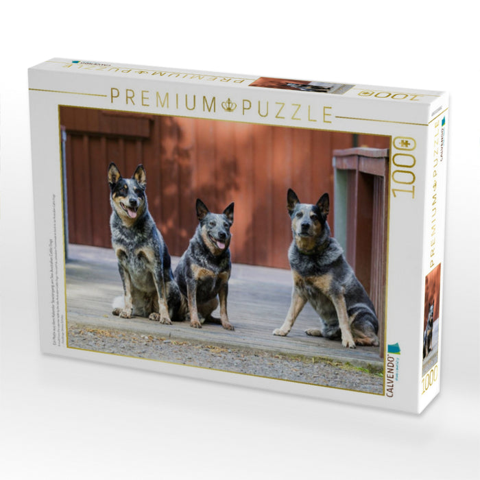 Ein Motiv aus dem Kalender Spaziergang am See Australian Cattle Dogs - CALVENDO Foto-Puzzle'