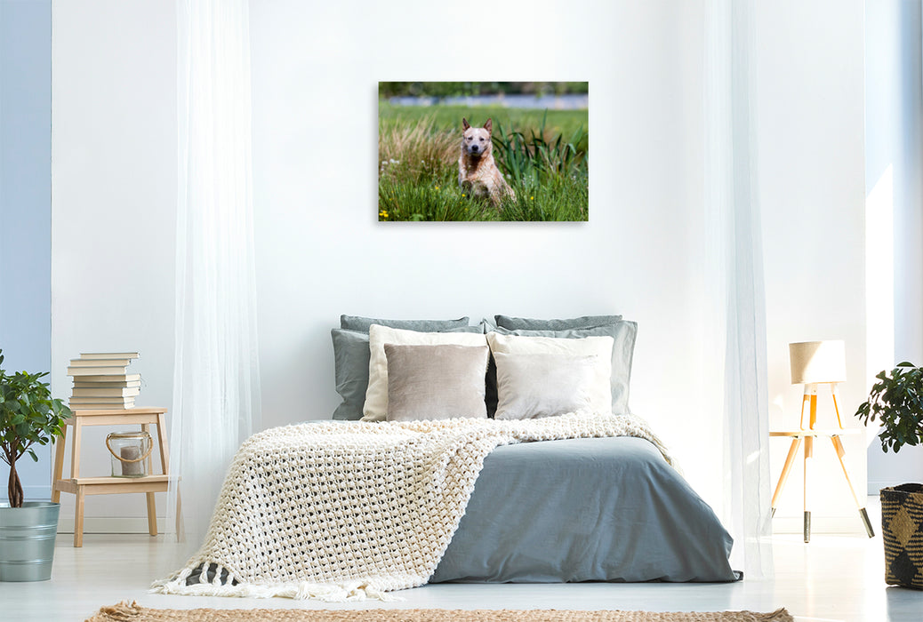 Premium Textil-Leinwand Premium Textil-Leinwand 120 cm x 80 cm quer Ein Motiv aus dem Kalender Spaziergang am See Australian Cattle Dogs
