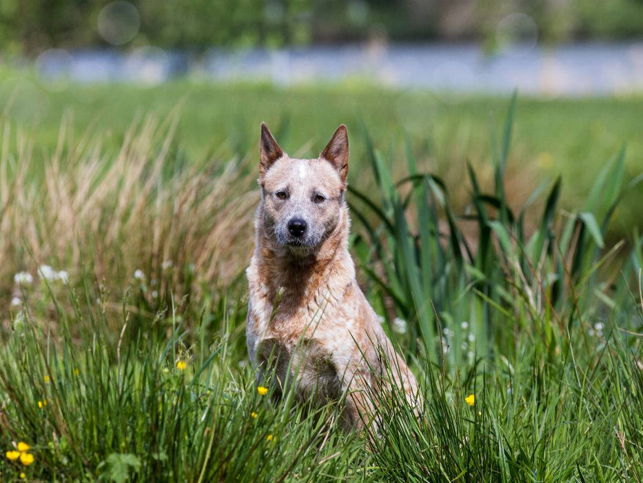 Ein Motiv aus dem Kalender Spaziergang am See Australian Cattle Dogs - CALVENDO Foto-Puzzle'