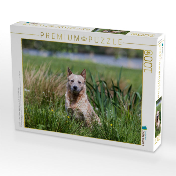 Ein Motiv aus dem Kalender Spaziergang am See Australian Cattle Dogs - CALVENDO Foto-Puzzle'