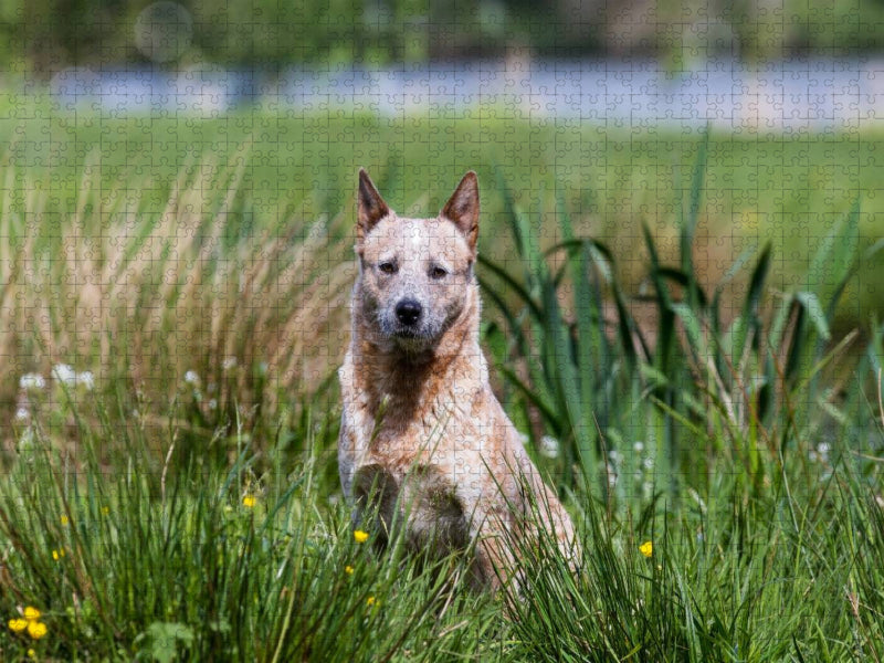 Ein Motiv aus dem Kalender Spaziergang am See Australian Cattle Dogs - CALVENDO Foto-Puzzle'