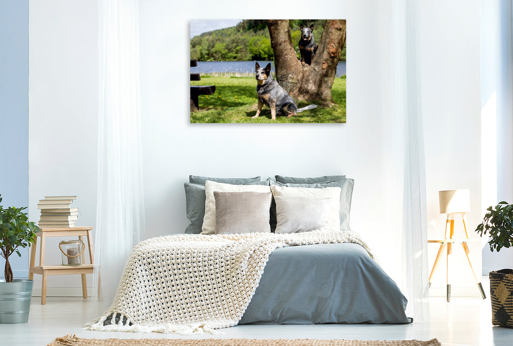 Premium Textil-Leinwand Premium Textil-Leinwand 120 cm x 80 cm quer Ein Motiv aus dem Kalender Spaziergang am See Australian Cattle Dogs