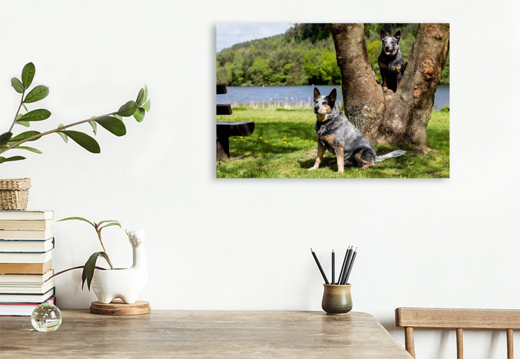 Premium Textil-Leinwand Premium Textil-Leinwand 120 cm x 80 cm quer Ein Motiv aus dem Kalender Spaziergang am See Australian Cattle Dogs