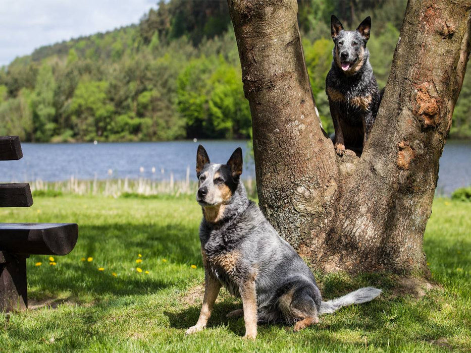 Ein Motiv aus dem Kalender Spaziergang am See Australian Cattle Dogs - CALVENDO Foto-Puzzle'