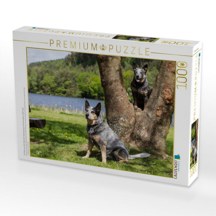Ein Motiv aus dem Kalender Spaziergang am See Australian Cattle Dogs - CALVENDO Foto-Puzzle'