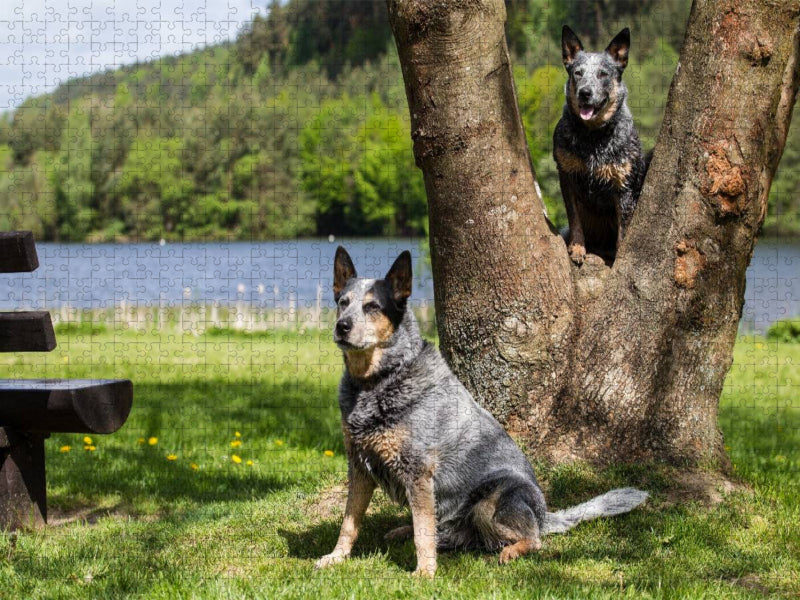 Ein Motiv aus dem Kalender Spaziergang am See Australian Cattle Dogs - CALVENDO Foto-Puzzle'