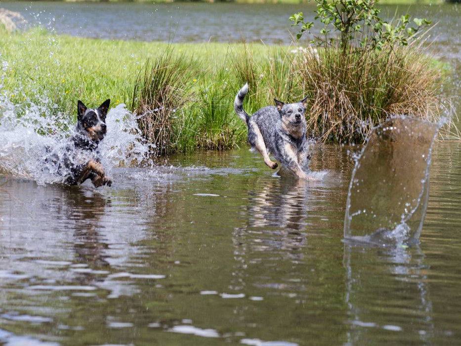 Ein Motiv aus dem Kalender Spaziergang am See Australian Cattle Dogs - CALVENDO Foto-Puzzle'