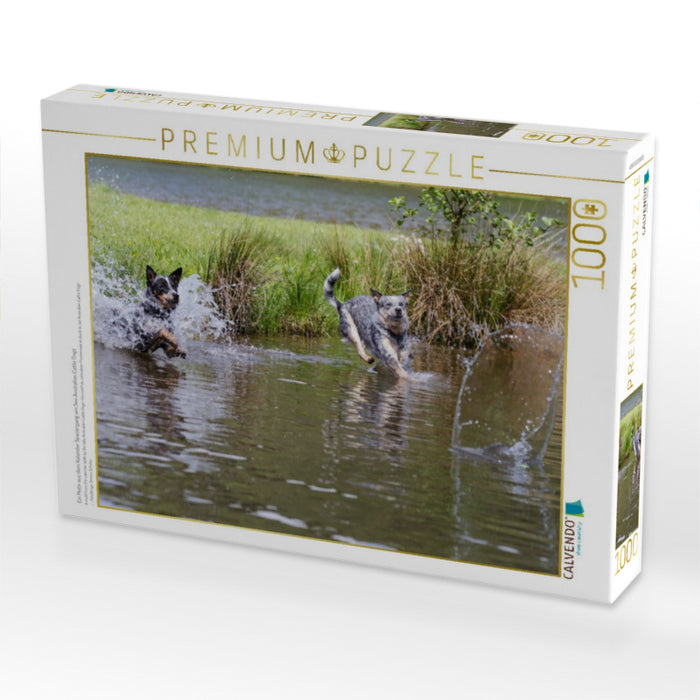 Ein Motiv aus dem Kalender Spaziergang am See Australian Cattle Dogs - CALVENDO Foto-Puzzle'