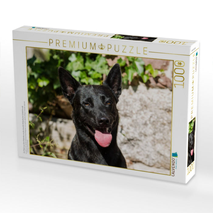 Ein Motiv aus dem Kalender ausdrucksvolle Holländische Schäferhunde - CALVENDO Foto-Puzzle'