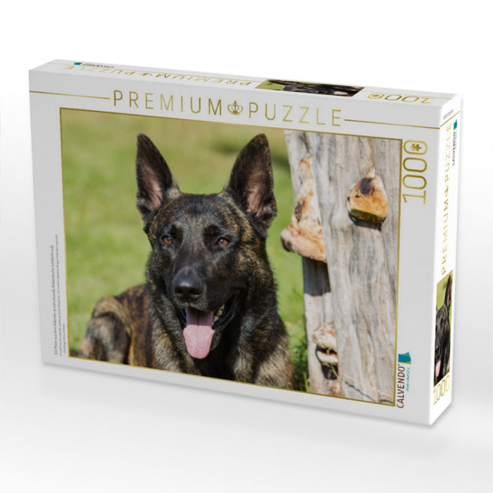 Ein Motiv aus dem Kalender ausdrucksvolle Holländische Schäferhunde - CALVENDO Foto-Puzzle'