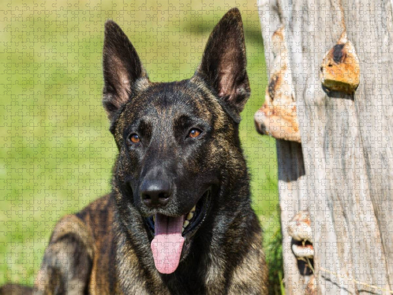 Ein Motiv aus dem Kalender ausdrucksvolle Holländische Schäferhunde - CALVENDO Foto-Puzzle'