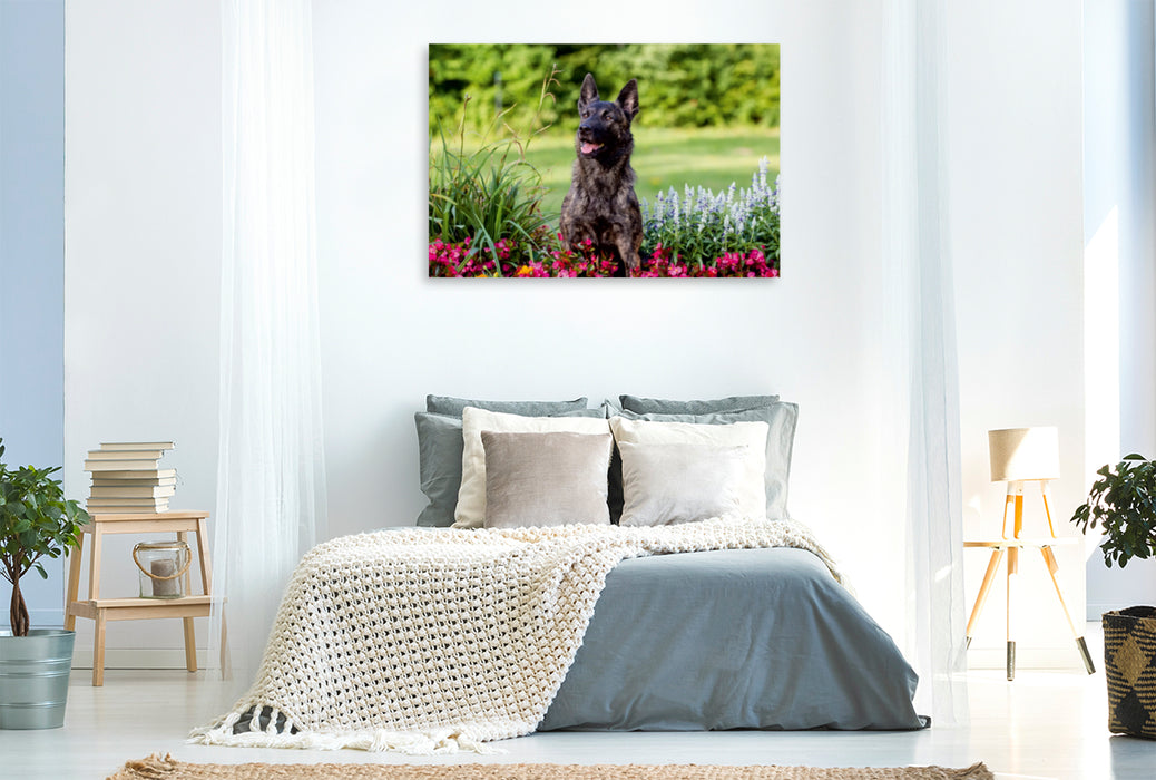 Premium Textil-Leinwand Premium Textil-Leinwand 120 cm x 80 cm quer Ein Motiv aus dem Kalender ausdrucksvolle Holländische Schäferhunde